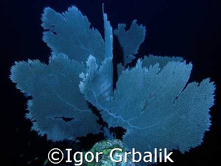 Sea Fan (Gorgonia ventalina), South-east of Dominican Rep... by Igor Grbalik 