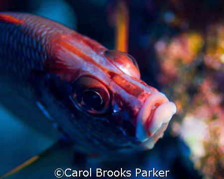 Squirrel fish taken near Bora Bora with 105mm macro lens by Carol Brooks Parker 
