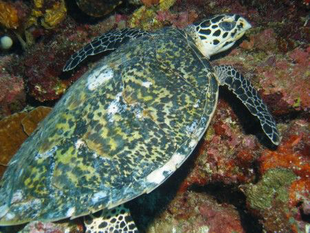 Tubbataha, Phils by Eliel Alfon 