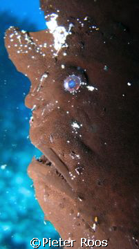 Frog fish! taken with a powerschot G7 by Pieter Roos 