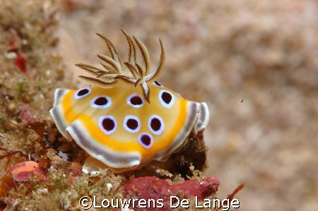 Beauty by Louwrens De Lange 