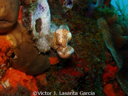 2 flamingo tongue having fun at the star dive site in par... by Victor J. Lasanta Garcia 