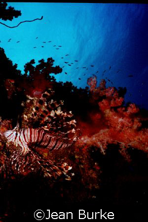 Lionfish 
Fiji by Jean Burke 