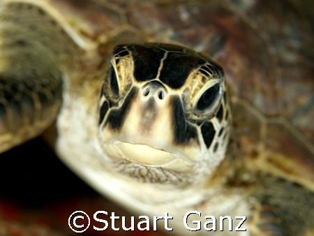 Green sea turtle. Taken @ Sharks Cove, Oahu Hawaii. This ... by Stuart Ganz 