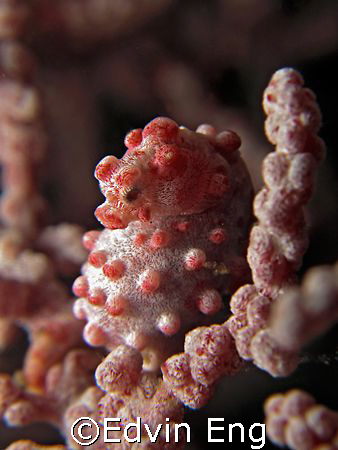 Chilling! Taken In Anilao With Canon S80. by Edvin Eng 