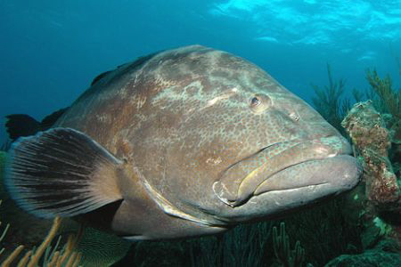 Grouper.  Nikon D70, 12-24 mm lens. by David Heidemann 