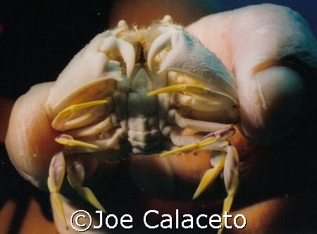 Crabie - Cozumel Mexico by Joe Calaceto 