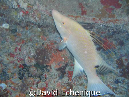 Hog fish on the Spiegel Grove off the Florida Keys by David Echenique 