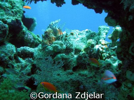 lionfish in a natural frame by Gordana Zdjelar 