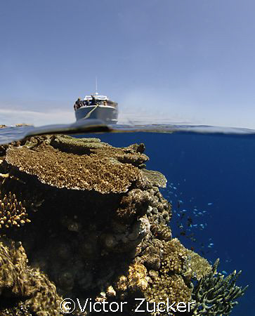 between dives in bligh waters by Victor Zucker 