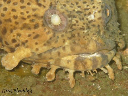 Toad Fish w/o Smile by Greg Bleakley 