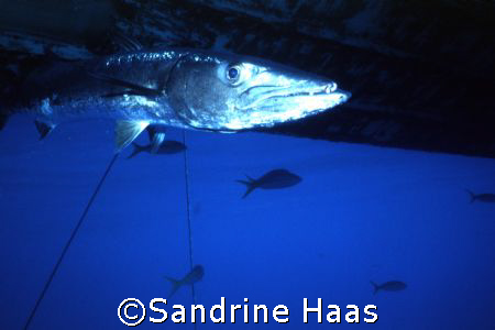 Spok! that's his name. a Baracuda that always hangs aroun... by Sandrine Haas 