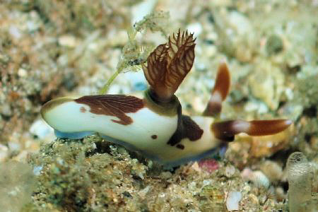Taken at Lembeh Straits by Dennis Siau 