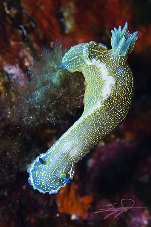Hypselodoris picta from Mediterranean sea (Halkidiki) by Nicholas Samaras 