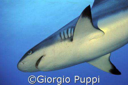 Gray Shark - Sha' ab Rumi  by Giorgio Puppi 