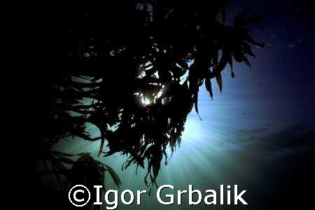 Sunshine in kelp (Lofoten Islands) by Igor Grbalik 