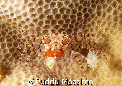 anemon crab siladen 60 mm macro by Puddu Massimo 