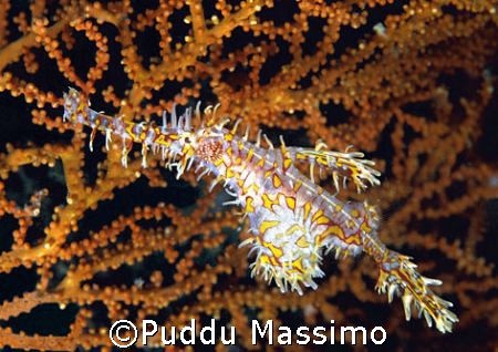 ghost pipe manado nikon d70 60 macro by Puddu Massimo 