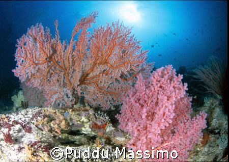gangaa resort north sulawesi nikon f90x 16mm fish eye by Puddu Massimo 