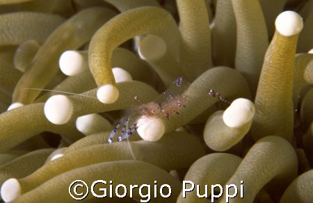 Shrimp - Wakatobi by Giorgio Puppi 