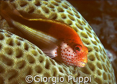 Ghiozzo  - Wakatobi by Giorgio Puppi 