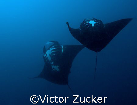Manta play by Victor Zucker 