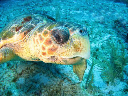 A very curious turtle that actually bumped me several tim... by Paul Holota 