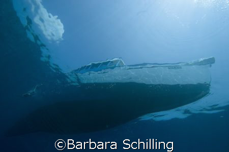 coming back from a dive. by Barbara Schilling 