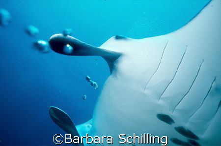Close encounter by Barbara Schilling 