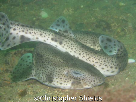 sleeping dog fish, taken off lamlash bay isle of arran sc... by Christopher Shields 