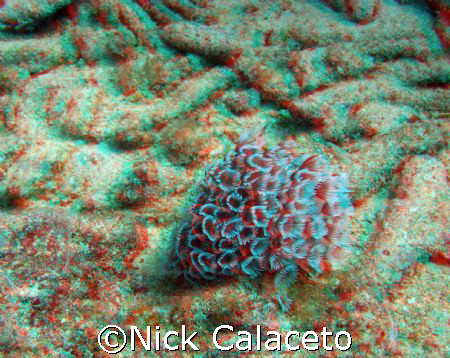 3D Marine Life by Nick Calaceto 