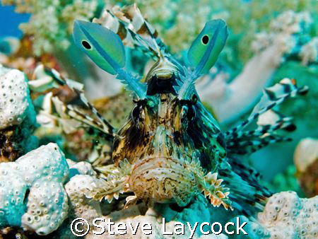 Common lion fish?  Check out the feathers. A new species ... by Steve Laycock 