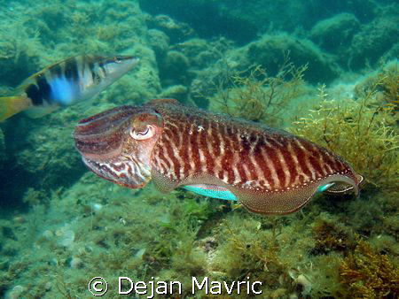 Cuttlefish passing by. Nice zebra pattern on her back. 1/... by Dejan Mavric 
