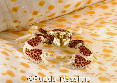 crab on anemon in bunaken park with nikon d2x 60mm macro by Puddu Massimo 
