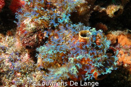 Another dunno specy by Louwrens De Lange 