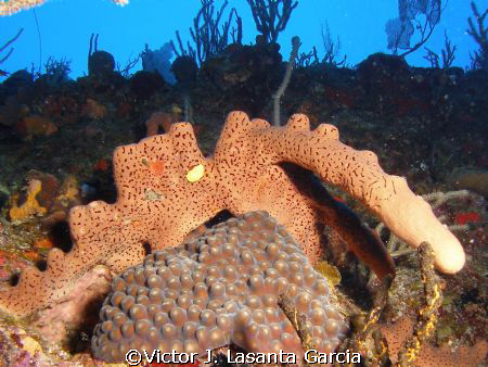the edge of step dive site in parguera wall.... by Victor J. Lasanta Garcia 