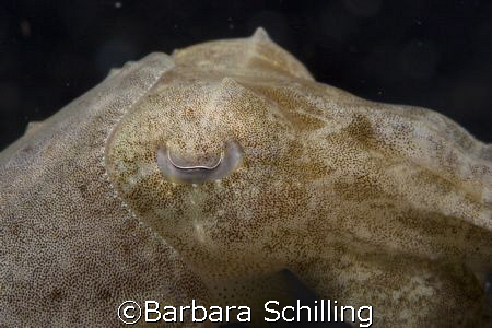  This cute little cuttlefish just wanted to have its pict... by Barbara Schilling 