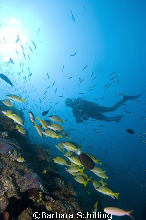Diver and snappers  along a drop off in the Maldives  by Barbara Schilling 