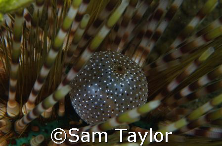 Inside a slate pencil Urchin. That's all I'm sayin. by Sam Taylor 