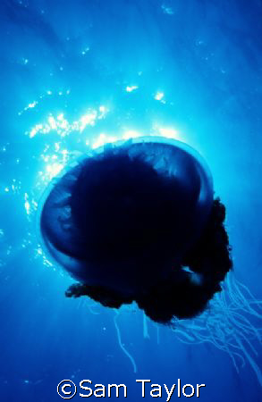 Crown Jellyfish, wideangle closeup & ambient light. Nik.5... by Sam Taylor 