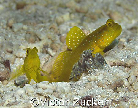 You don't think of yap for macro, but these were everywhere by Victor Zucker 