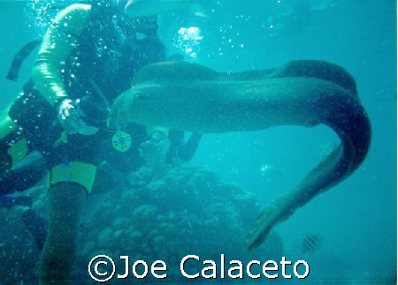 Moray by Joe Calaceto 