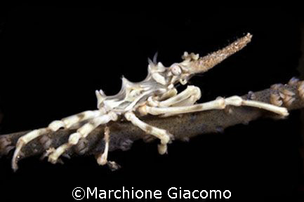 Skeleton crab: NikonF90x , lens 105 macro, two strobo
Mo... by Marchione Giacomo 