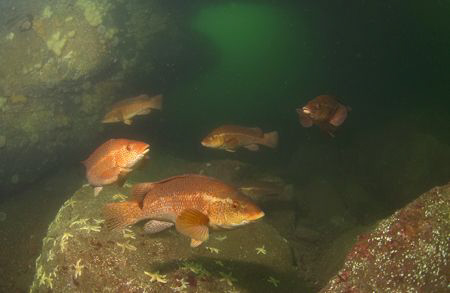 School of Ballan wrasse, with lower arch of Cathedral roc... by Mike Clark 