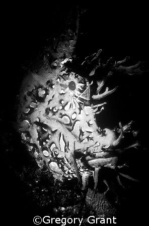 rhinopios ,aliwal shoal ,south africa
f100 and 60mm with... by Gregory Grant 