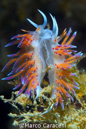 Kiss me -Two Cratena peregrina in love by Marco Caraceni 