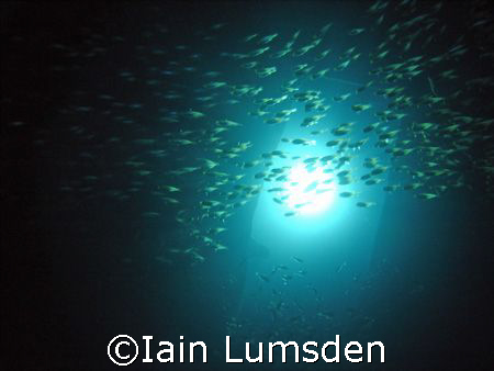 Glass fish at a port hole in Ghainnis D, Abu Nuhas by Iain Lumsden 