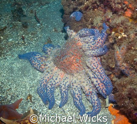 Sun Starfish by Michael Wicks 