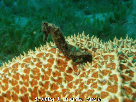 very nice guy hanging around over a starfish at a crash b... by Victor J. Lasanta Garcia 