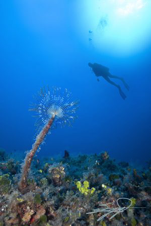 Sabella spallanzanii + Diver by Nicholas Samaras 